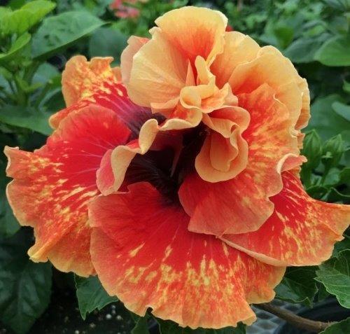 A vibrant orange hibiscus flower in full bloom.