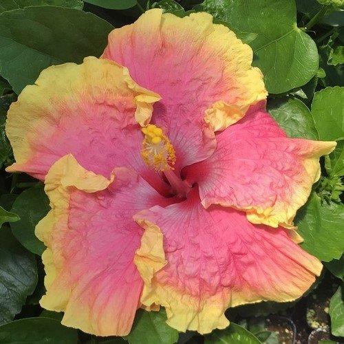 A vibrant pink and yellow hibiscus flower with lush green leaves.