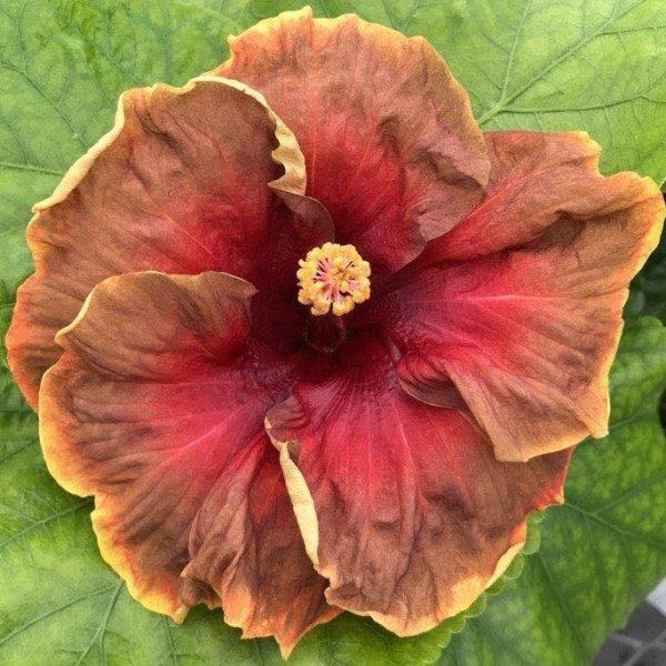 A vibrant red and orange hibiscus flower with a yellow center.