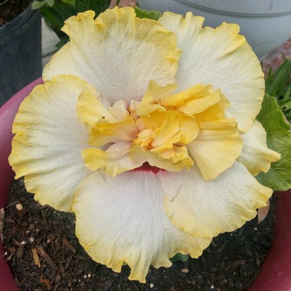 Yellow and white hibiscus flower with ruffled petals.