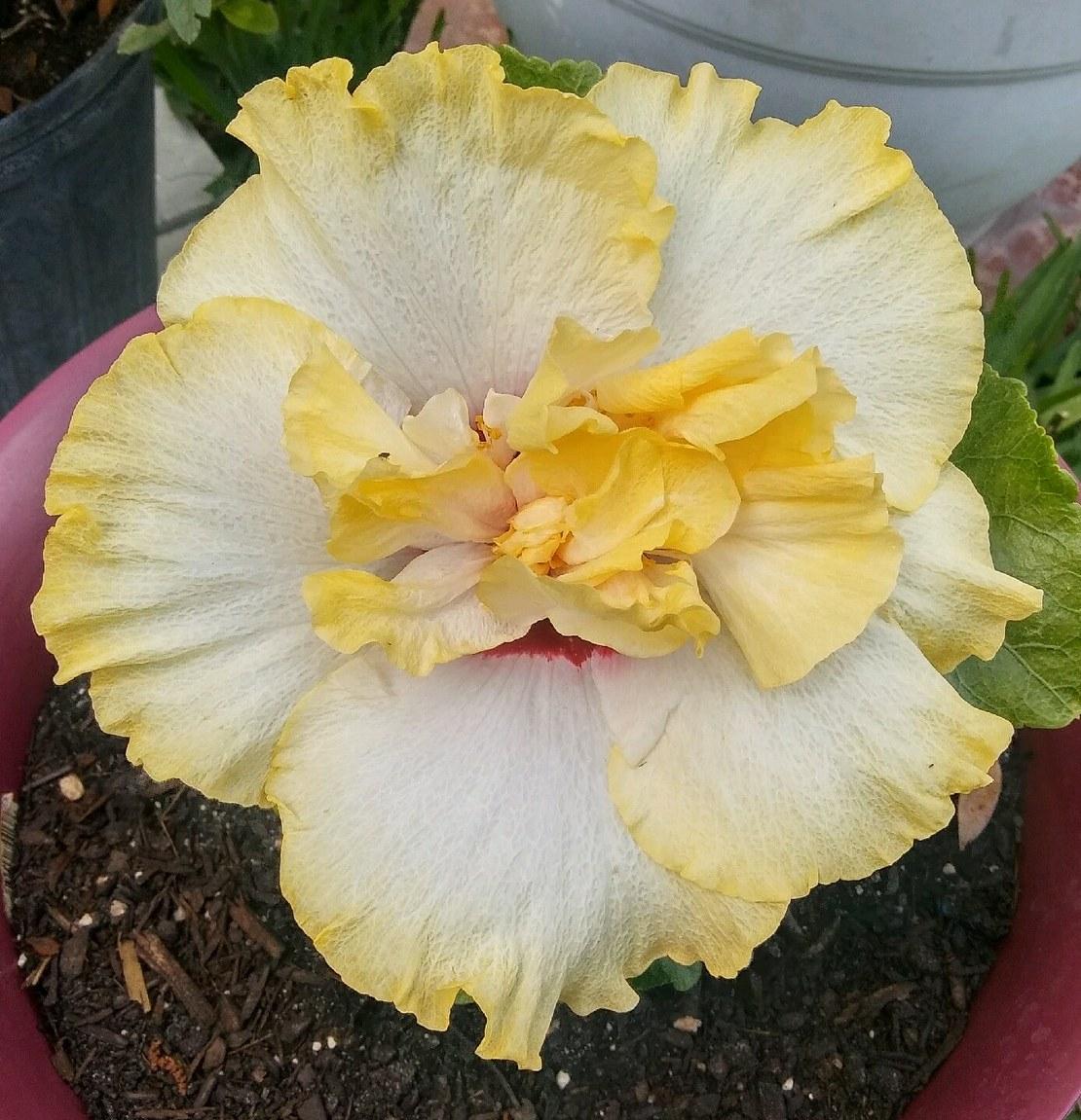 Yellow and white hibiscus flower with ruffled petals.