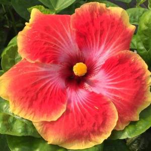 Vibrant pink hibiscus flower blooming outdoors.