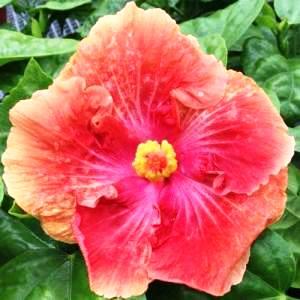 Close-up of a vibrant red hibiscus flower with green leaves.