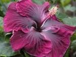 Close-up of a vibrant purple hibiscus flower with delicate petals.