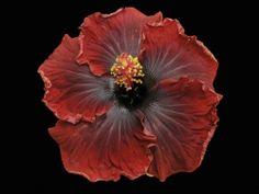 Close-up of a vibrant red hibiscus flower with detailed petals and stamen.