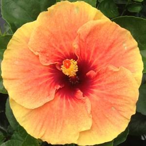 Bright yellow and orange hibiscus flower in full bloom.