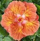 A vibrant orange hibiscus flower in full bloom with lush green leaves.