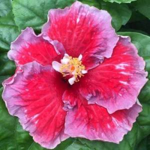 Vibrant pink hibiscus flower with lush green leaves.