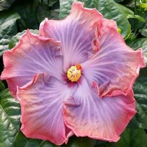 A vibrant pink hibiscus flower with prominent yellow stamens.