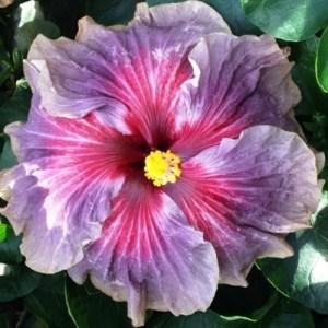 A vibrant pink hibiscus flower with purple streaks and a bright yellow center.