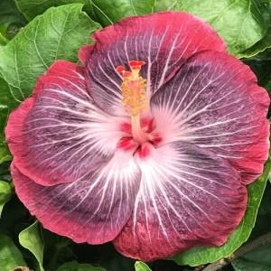 Close-up of a vibrant hibiscus flower with striking purple and pink hues.