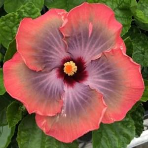 A vibrant hibiscus flower with red and purple hues.