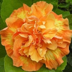 Close-up of a vibrant orange flower with ruffled petals.