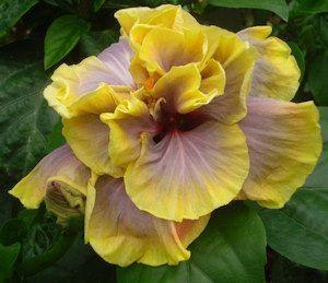 Yellow and purple hibiscus flower in bloom.