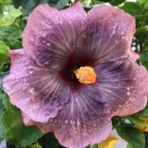 Close-up of a purple hibiscus flower with a yellow center.