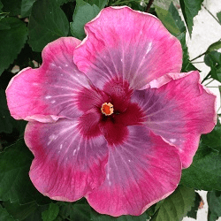 A vibrant pink hibiscus flower in full bloom with lush green leaves.