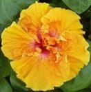 A vibrant yellow hibiscus flower with a red center in full bloom.