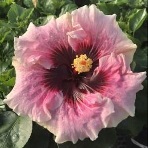 Close-up of a pink hibiscus flower with a yellow and dark center.
