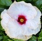 A delicate white hibiscus flower with a deep red center.