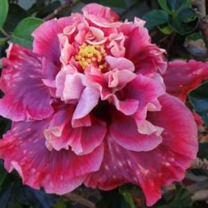 A vibrant pink and purple flower with ruffled petals.