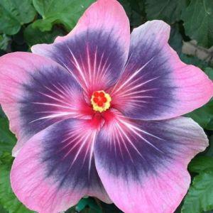 Close-up of a vibrant purple and pink hibiscus flower.