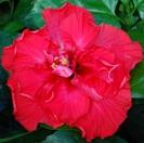 A vibrant red hibiscus flower with lush green leaves.