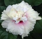A delicate white hibiscus flower with soft pink accents.