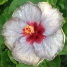 A white hibiscus flower with a vibrant red and yellow center.
