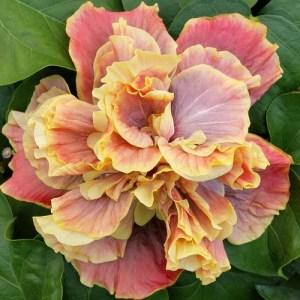 A vibrant hibiscus flower with pink and yellow petals.