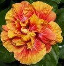 Close-up of a vibrant orange and yellow hibiscus flower in bloom.