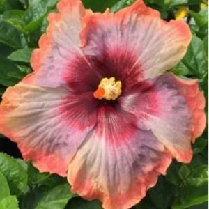 A vibrant hibiscus flower with pink, orange, and red hues.