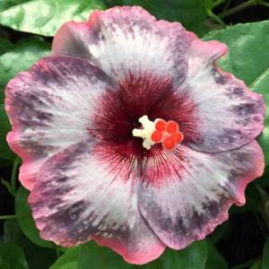 Close-up of a vibrant hibiscus flower with intricate petal patterns.