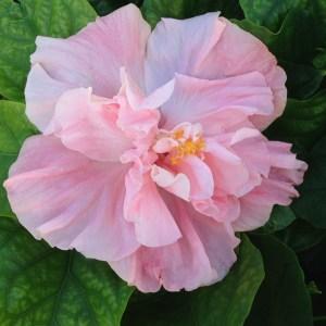 Soft pink hibiscus flower blooming with green leaves.