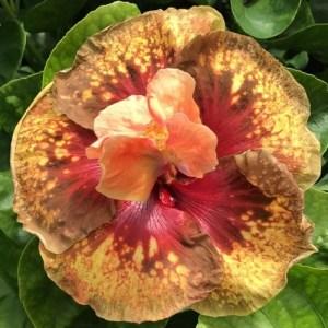 Close-up of a vibrant, multicolored flower with intricate patterns.