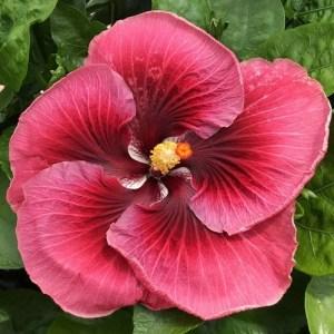 Close-up of a vibrant pink hibiscus flower with yellow stamens.
