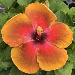Vibrant orange hibiscus flower with a deep red center.
