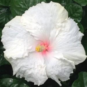 Close-up of a white hibiscus flower with a pink center.