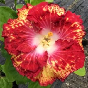 Vibrant red and yellow flower in full bloom.