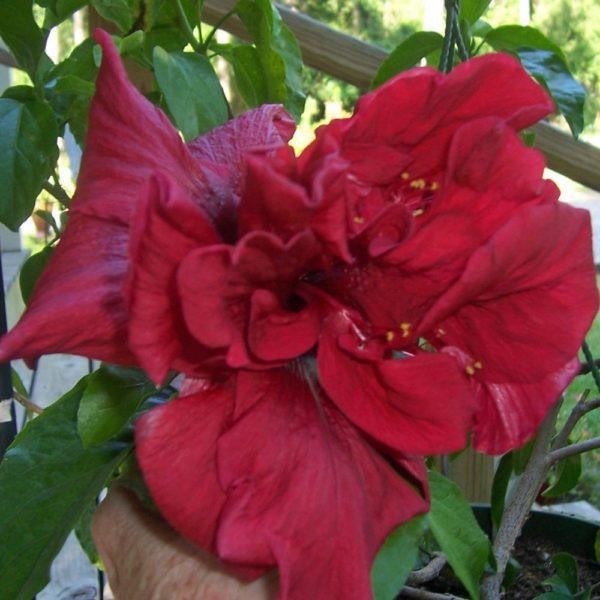 A vibrant red hibiscus flower in full bloom.