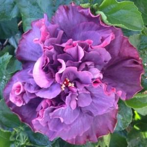 Close-up of vibrant purple flowers with green leaves in the background.