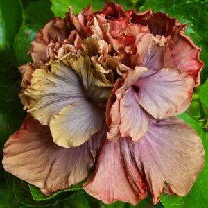 A close-up of a two-toned hibiscus flower with red and white petals.