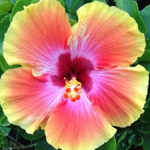 A vibrant pink and yellow hibiscus flower in full bloom.