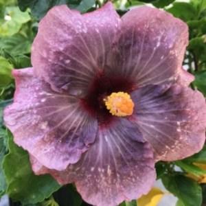 A vibrant purple hibiscus flower with a yellow center.