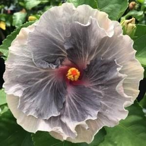Close-up of a unique gray hibiscus flower with an orange center.