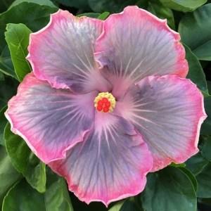 A vibrant pink hibiscus flower with detailed petals and green leaves.