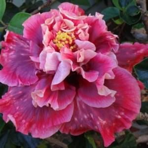 Close-up of a vibrant pink flower with ruffled petals.
