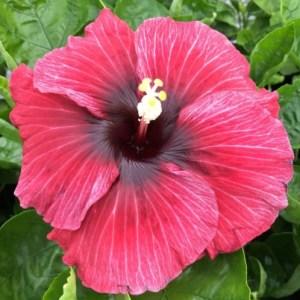 Close-up of a vibrant red hibiscus flower with green leaves.