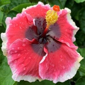 Close-up of a vibrant pink hibiscus flower with green leaves.