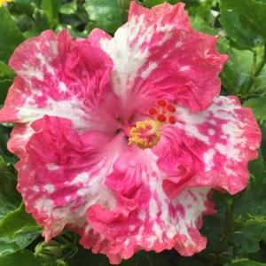 A vibrant pink and white hibiscus flower in full bloom.
