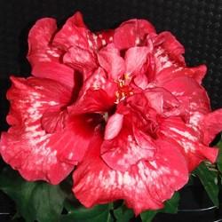 A vibrant red flower with white specks blooming in dark surroundings.